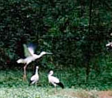 Hyogo Park of the Oriental White Stork