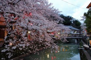 木屋町通りの桜②